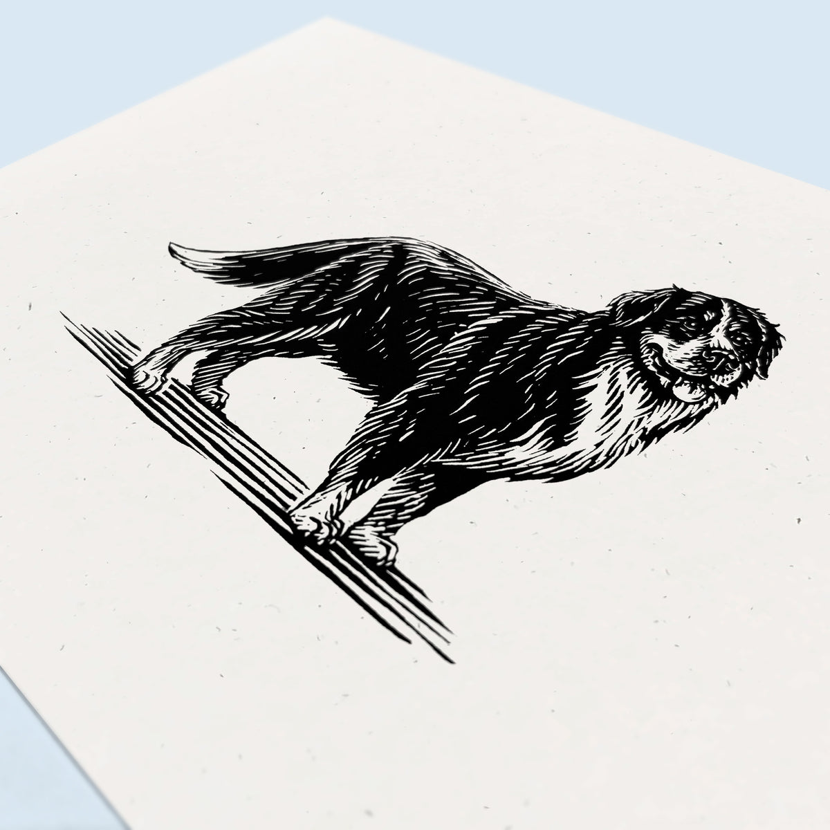 Bernese Mountain Dog Art Print