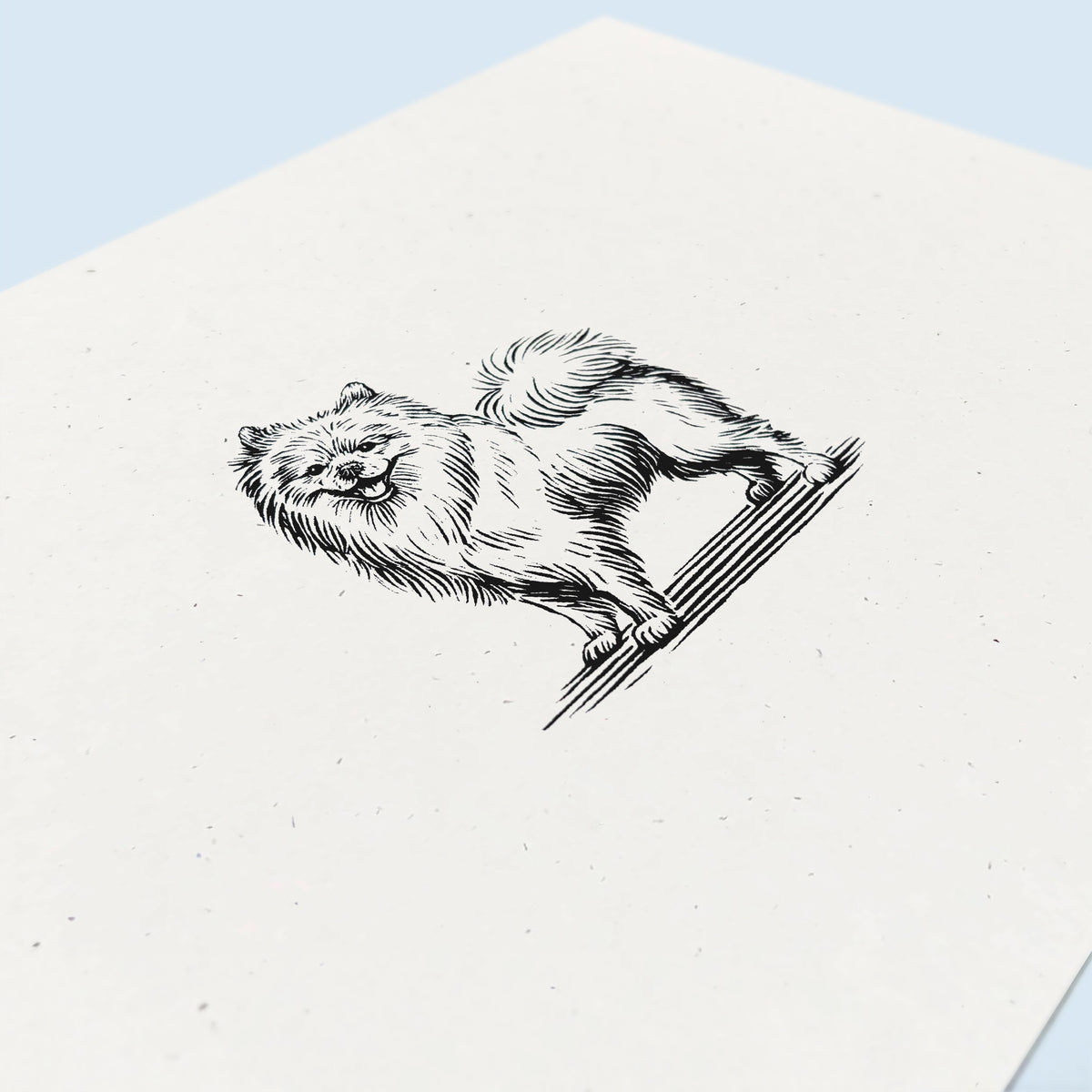 Pomeranian Art Print