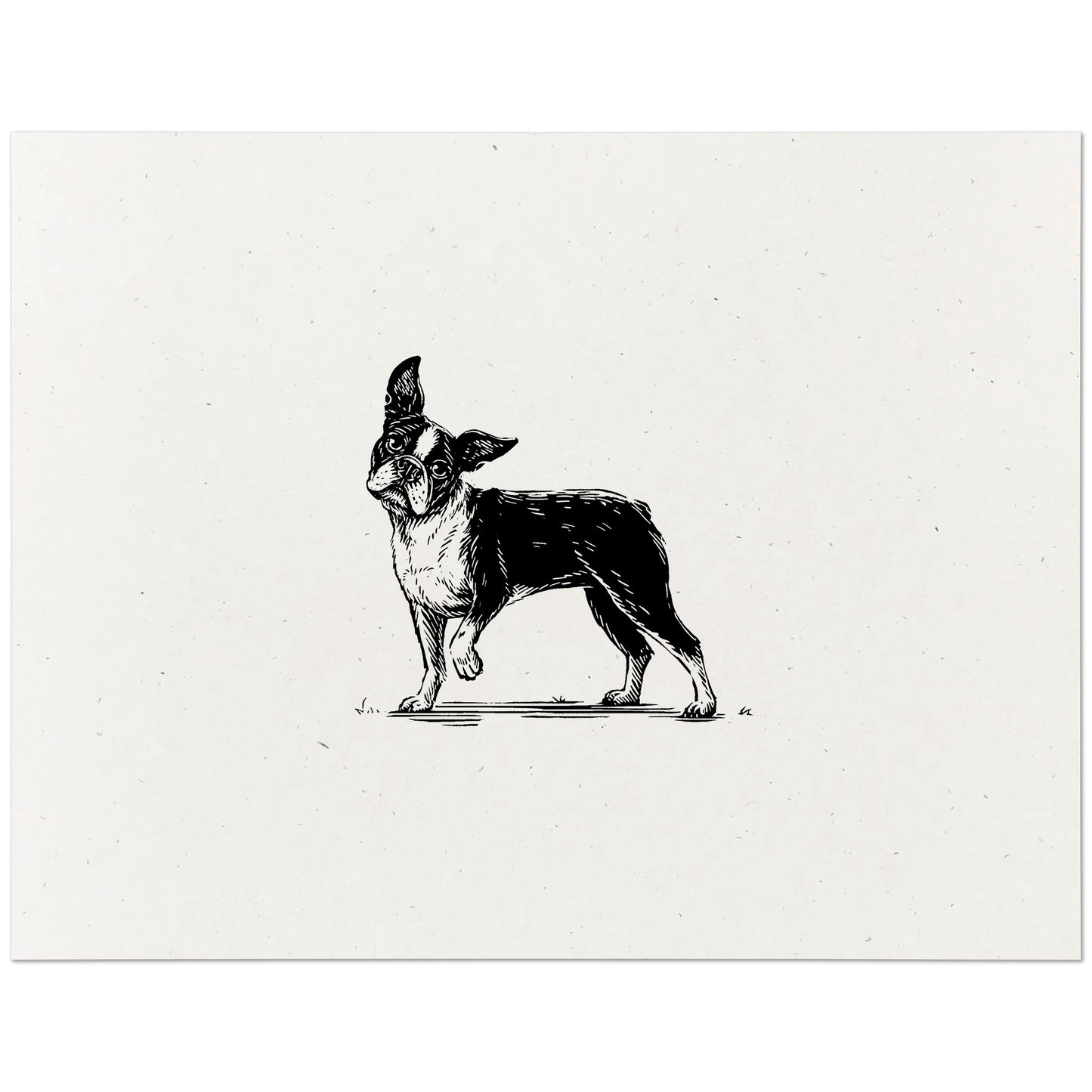 Boston Terrier Art Print