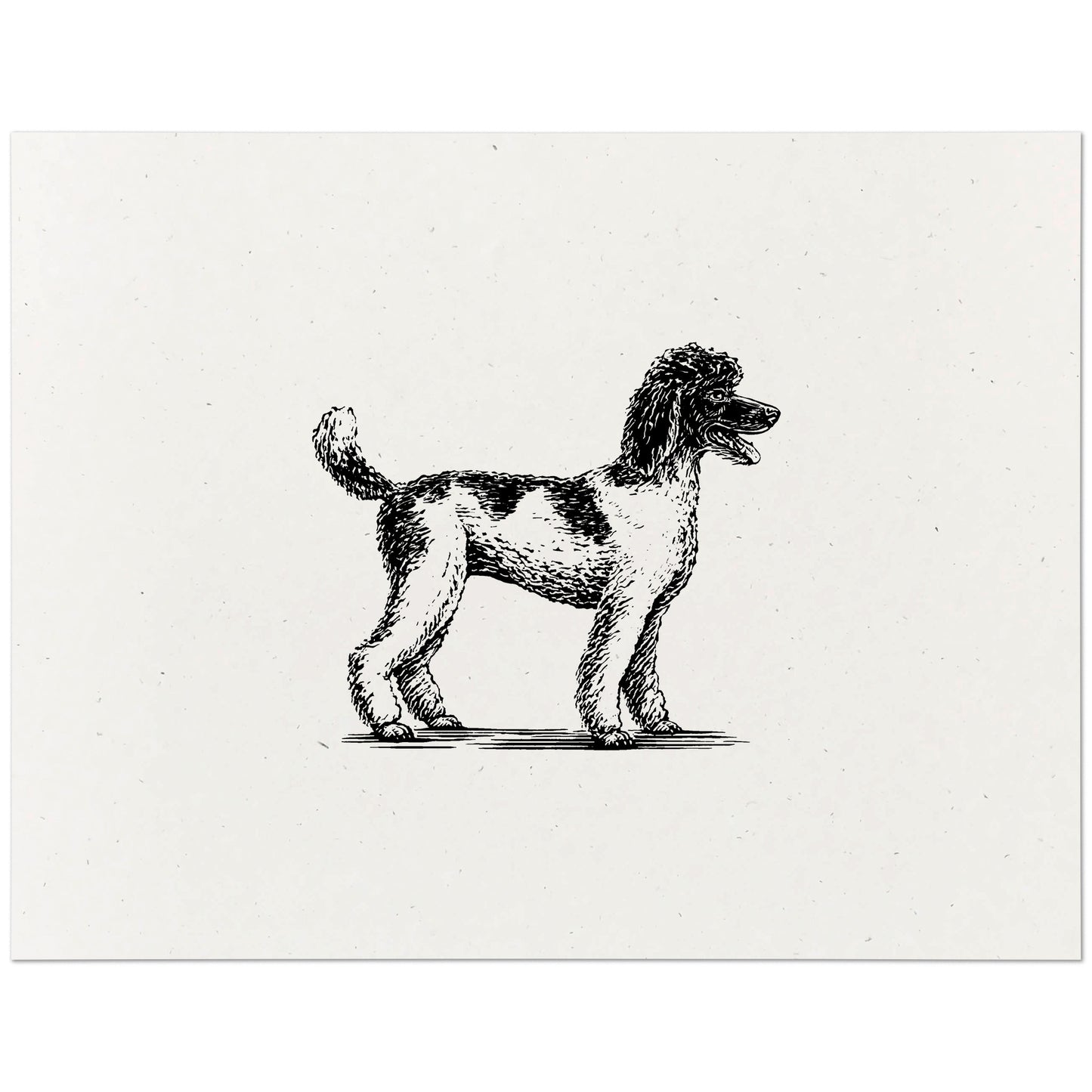 Standard Poodle Art Print