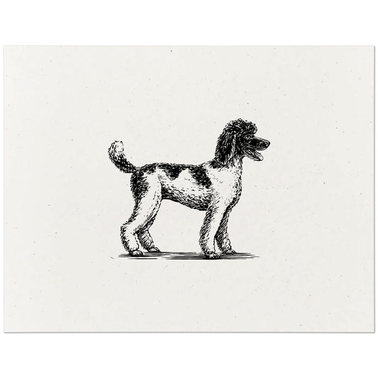 Standard Poodle Art Print