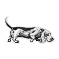 Basset hound sticker with a black-and-white illustration of a walking dog