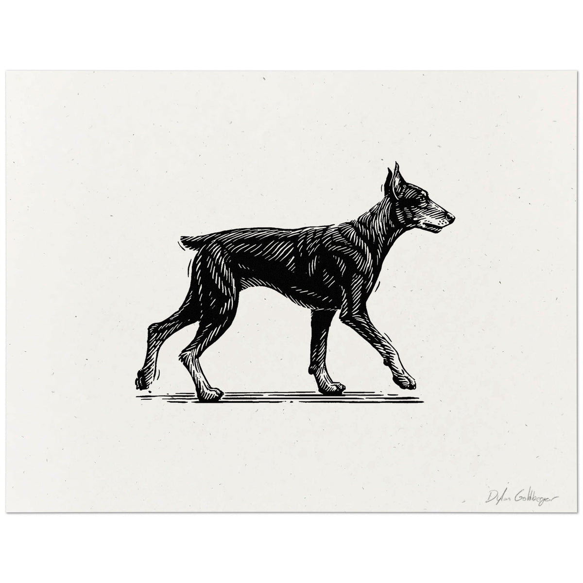 Doberman Pinscher art print featuring a black ink drawing of a walking dog