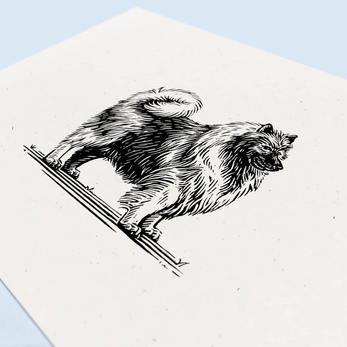 Keeshond Art Print