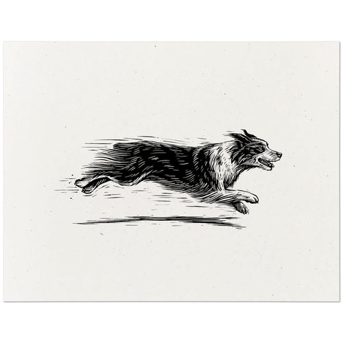 Australian Shepherd art print featuring a black ink drawing of a dog running